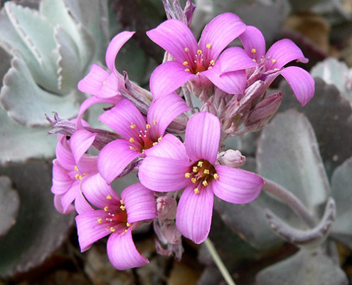 📷 Kalanchoe pumila aka Flower Dust