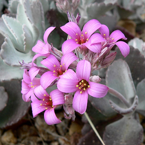 📷 Kalanchoe pumila aka Flower Dust