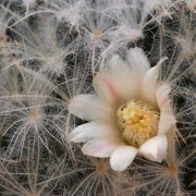 mammillaria-plumosa-xgt