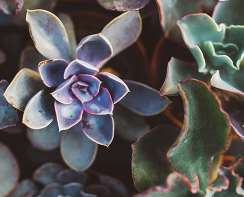 colorful succulents featured image