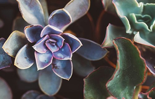 colorful succulents featured image