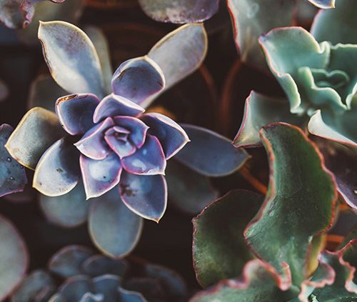 colorful succulents featured image