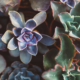 colorful succulents featured image