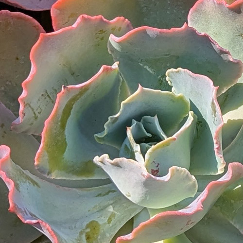 📷 Echeveria ‘Sahara’ succulent plant, image by JL Faverio