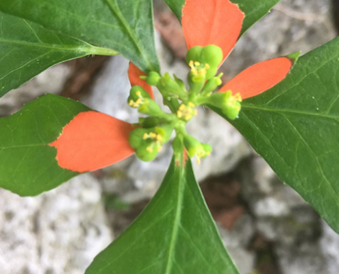 flowers and seed capsules of euphorbia cyathophora