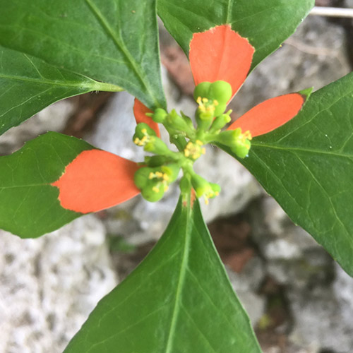 flowers and seed capsules of euphorbia cyathophora