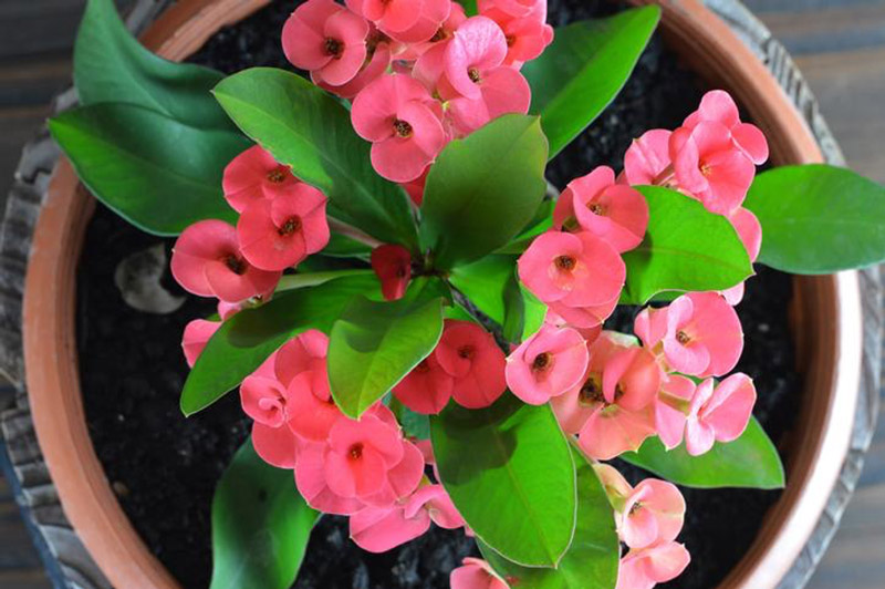 freshly potted crown of thorns succulent