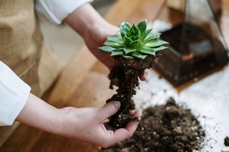 loosening root system before repotting new succulent