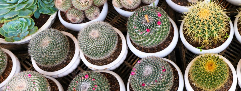 mini succulent varieties image by quang nguyen vinh