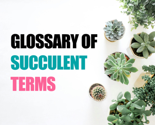 succulent terms featured image