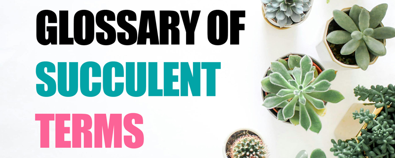 succulent terms featured image
