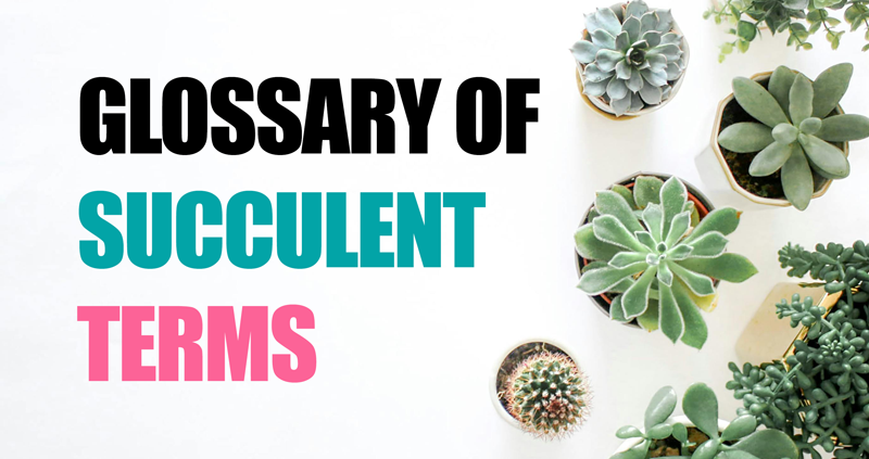 succulent terms featured image