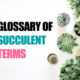 succulent terms featured image