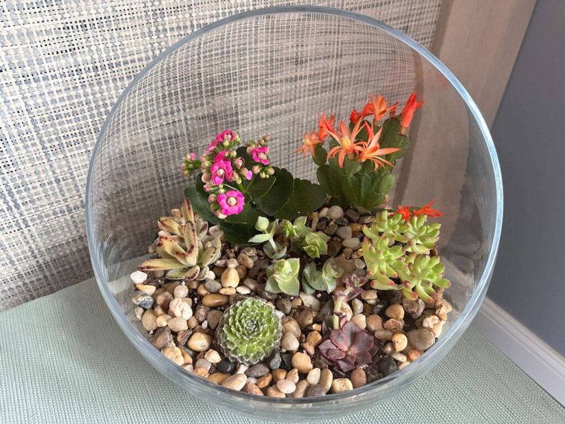 succulents arrangement for the home