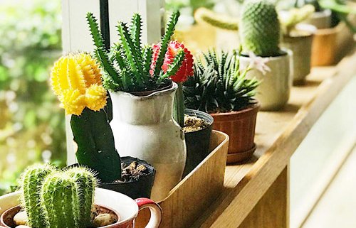 succulent resources page featured image