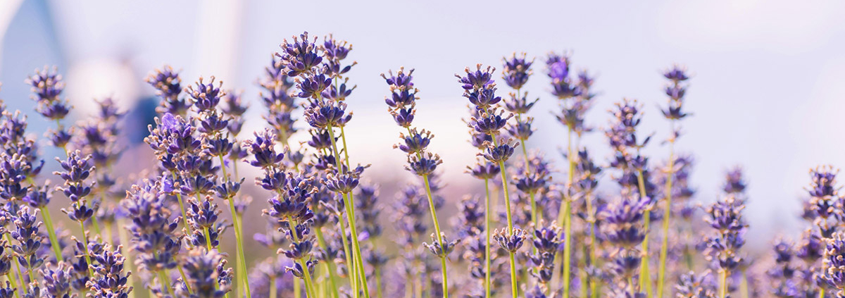 Lavender flowers in a field with a blue sky