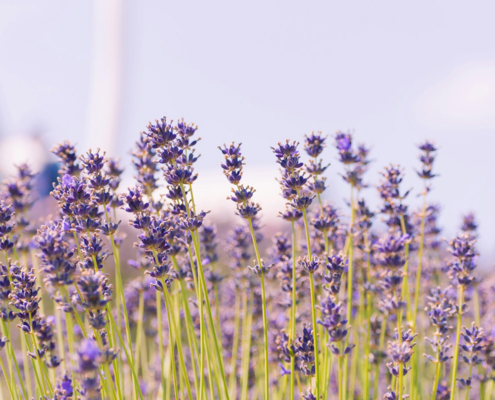 Lavender flowers in a field with a blue sky