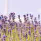 Lavender flowers in a field with a blue sky