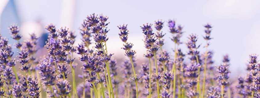 Lavender flowers in a field with a blue sky
