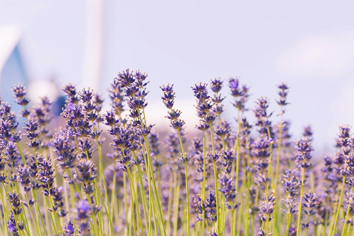 Medicinal succulent plants