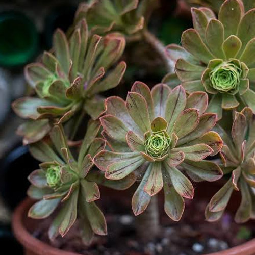 📷 Aeonium Holospathulatum potted succulent by Corseside Nursery Pembrokeshire