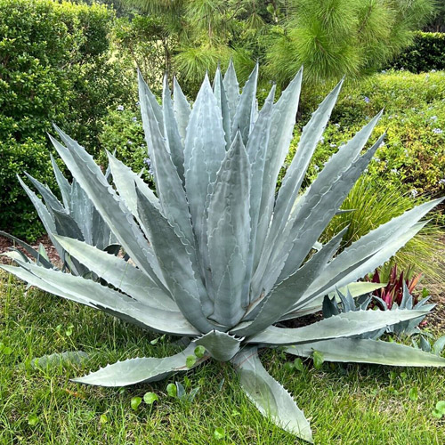 📷 AGAVE Americana by Rancho Tissue