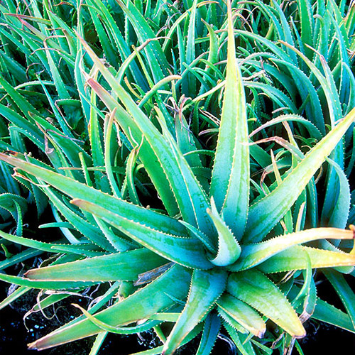 📷 Aloe Vera by Steven Foster