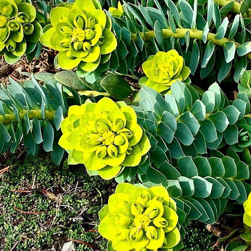 📷 Donkey tail spurge with green-yellow leaves by @fussygardener