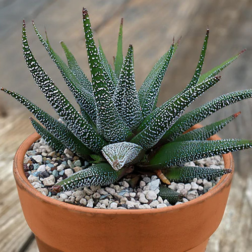 📷 Haworthia succulent potted plant by Aledo Main Street