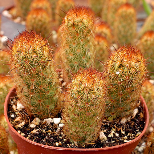 📷 Mammillaria elongata aka Copper-King by Mountain Crest Gardens