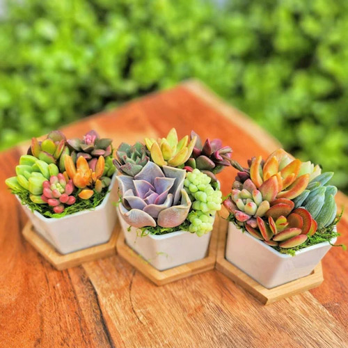 📷 mini succulent garden arrangements by MySucculentCorner