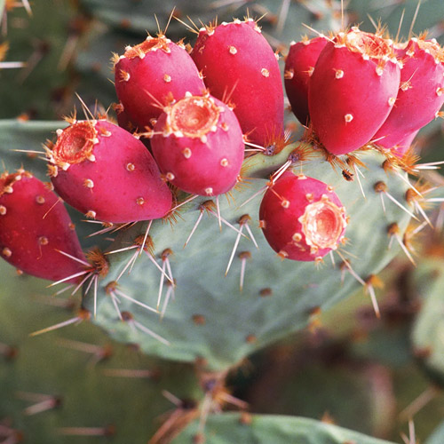 📷 Opuntia succulent with red by Encyclopedia Britannica