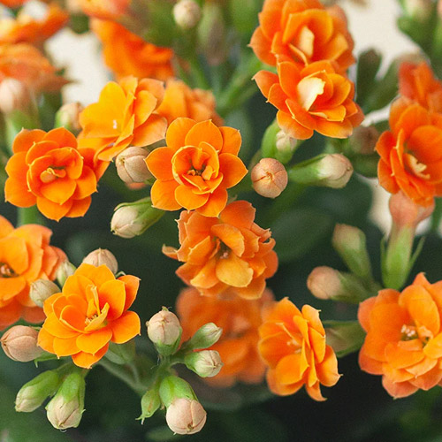 📷 orange Kalanchoe succulent by Lula's Garden