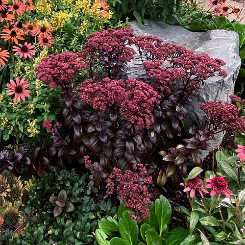 📷 sedum dark magic by terra nova nurseries