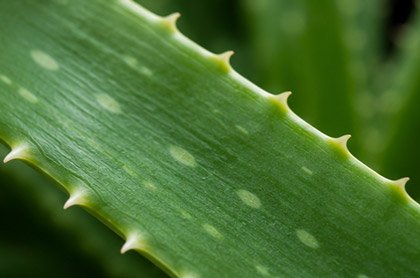 Close-up of Aloe vera leaf showing serrated margins and thick water-storing tissue