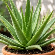 Healthy Aloe vera plant growing in a terracotta pot with thick green leaves.