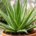 Healthy Aloe vera plant growing in a terracotta pot with thick green leaves.