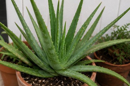 Mature Aloe vera plant growing in a terracotta container