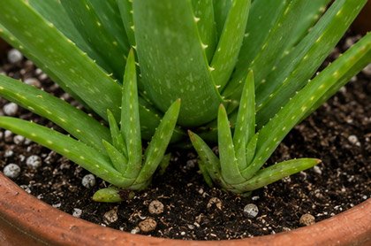 Aloe vera offsets growing around the base of a mature parent plant