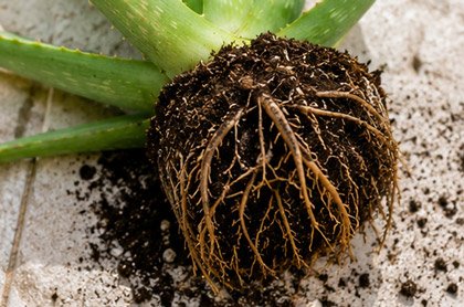Aloe vera removed from its pot showing healthy roots and offsets before repotting