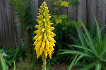 Tall Aloe vera flower stalk with clusters of tubular yellow flowers