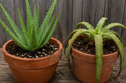 Comparison of healthy firm Aloe vera leaves and soft overwatered Aloe vera leaves