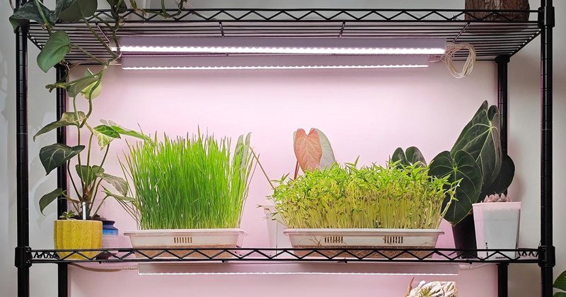 Barrina T5 Grow Lights on a Plant Shelf